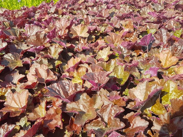 Heuchera micrantha "Palace Purple" - (Purpurglöckchen "Palace Purple"),
